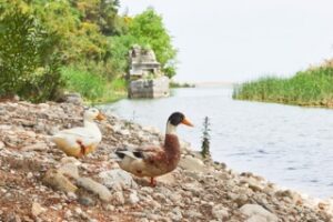 Enten an der Donau im Sommer 2026